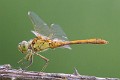 Sympetrum meridionale imm male-1609